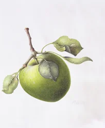 Pomme Bramley, 1995